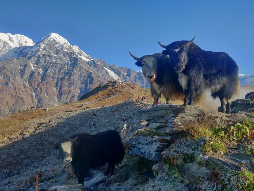 Mardi Himal Route 2026: Complete Trail Guide, Map & Key Stops