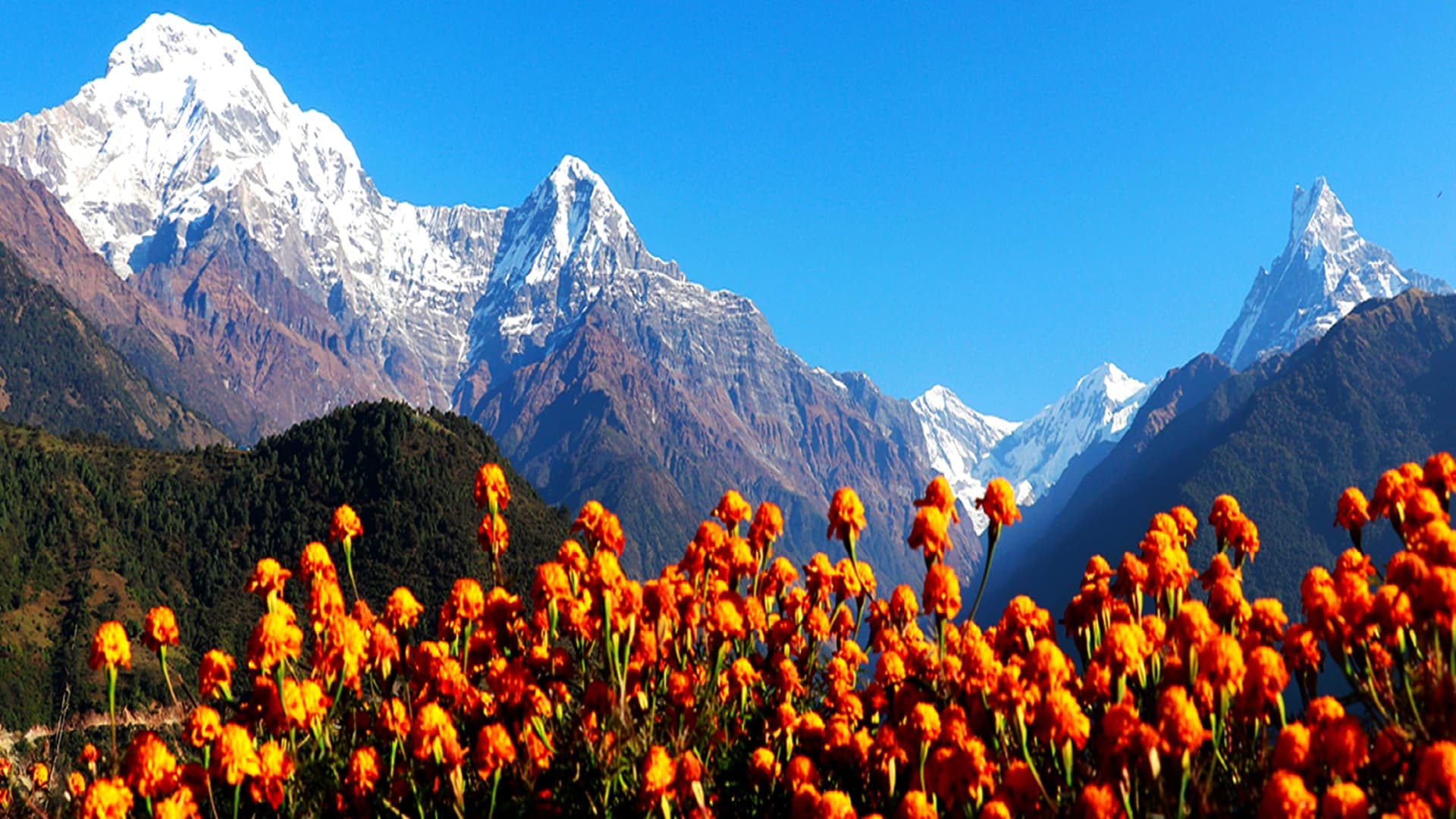 Blissful Himalaya expedition photo 5