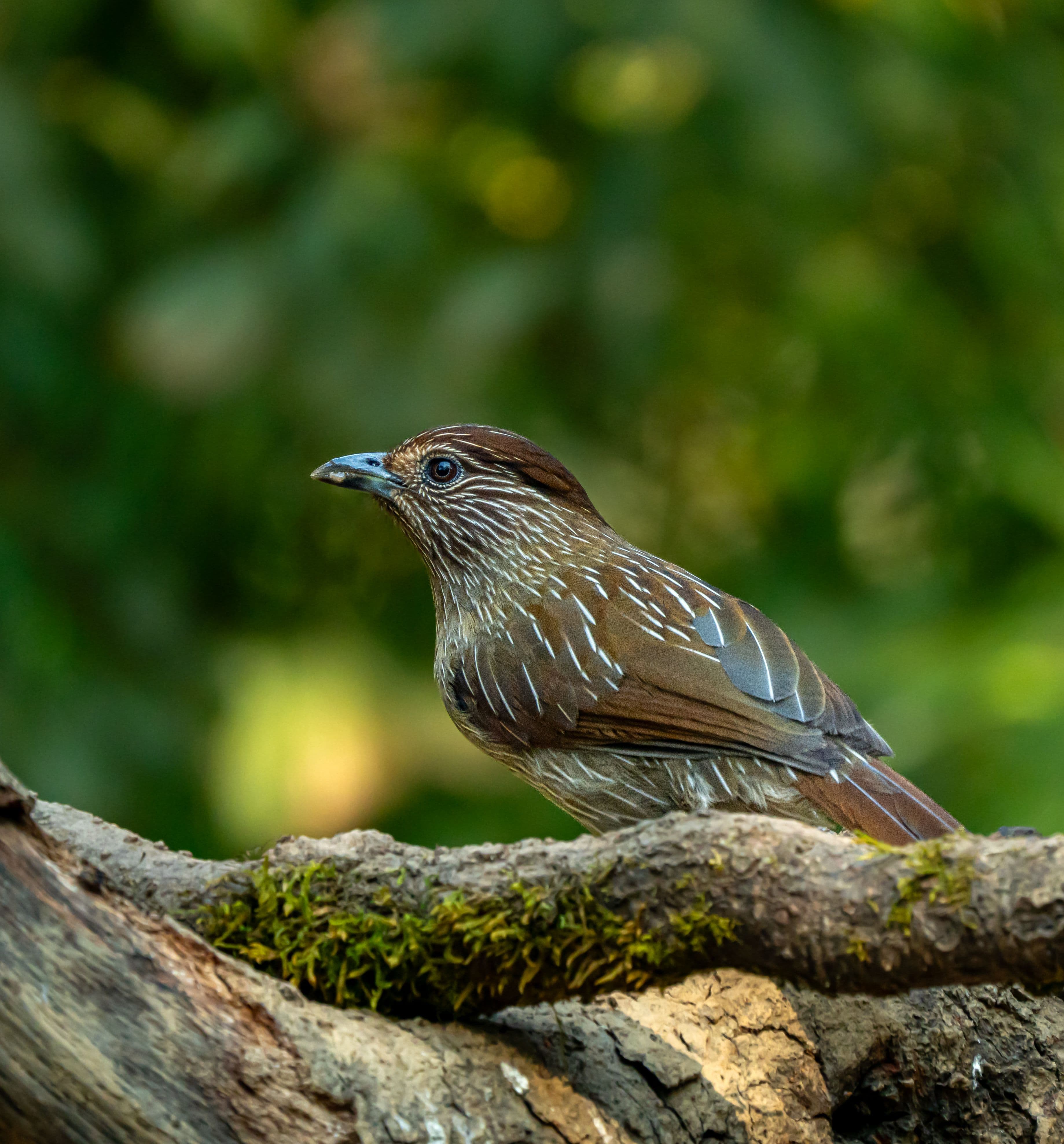 Kathmandu Valley Bird Watching Tour