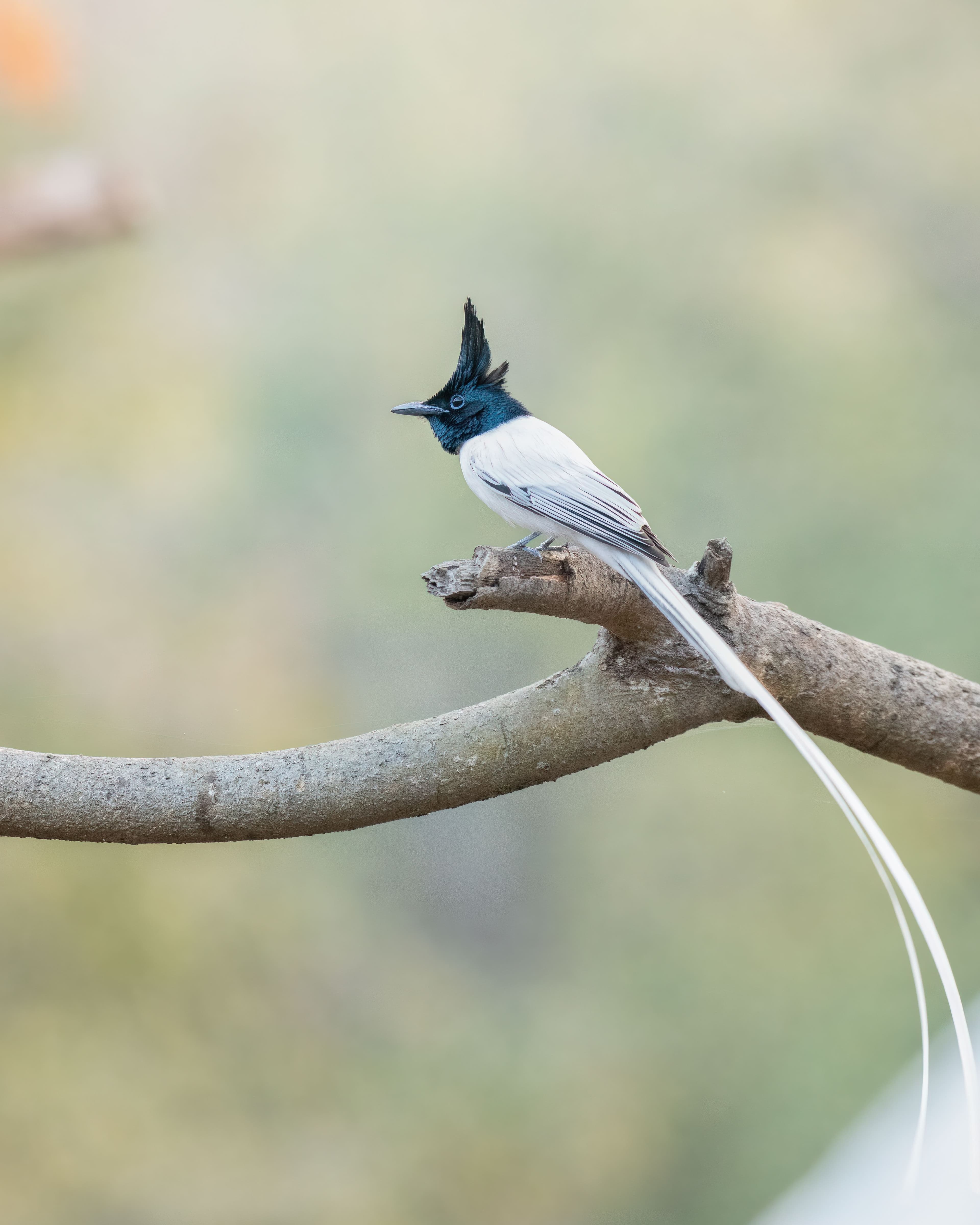 Nepal Bird Watching Tour – Kathmandu, Chitwan & Pokhara