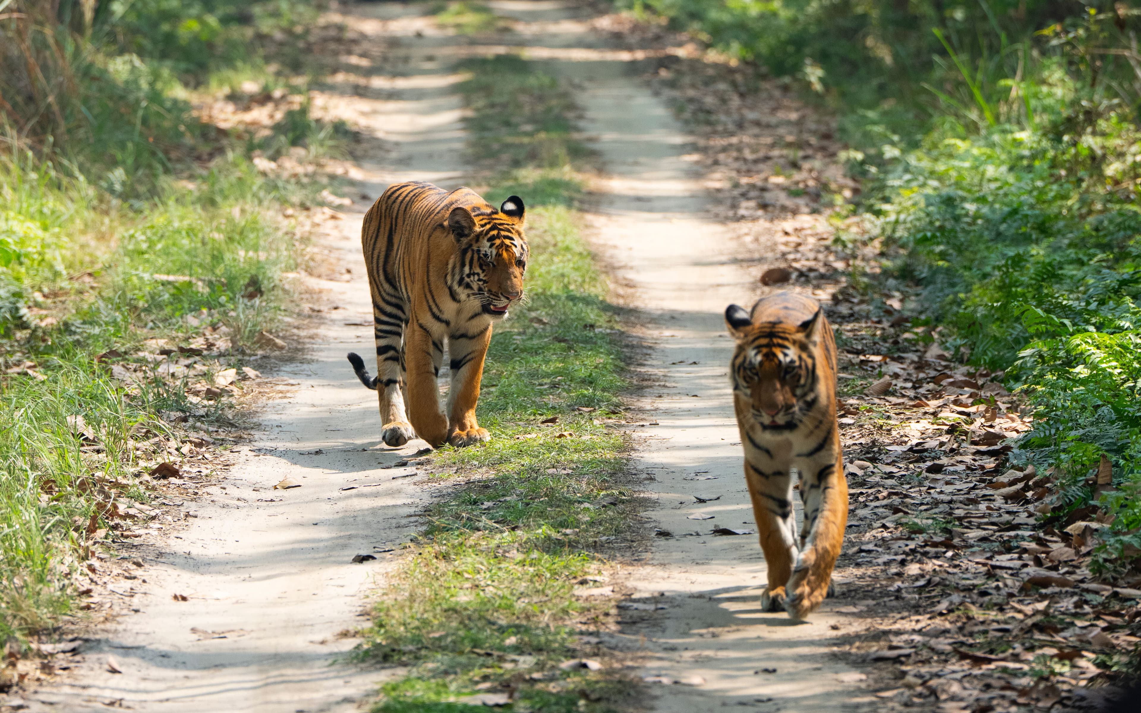 Parsa National Park Wildlife Safari