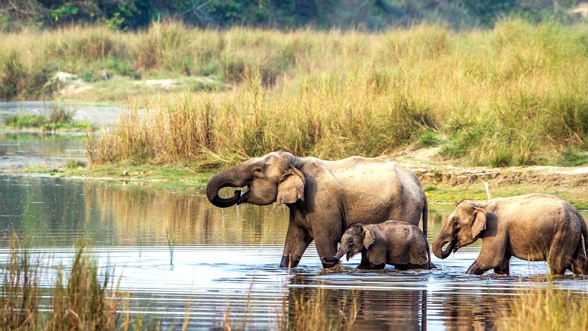 Chitwan Jungle Safari Getaway: 1 Night Adventure